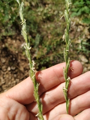 Thinopyrum intermedium barbulatum