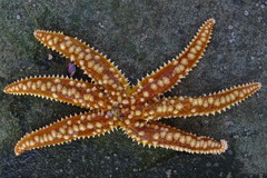 Meyenaster gelatinosus