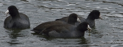 Fulica americana americana