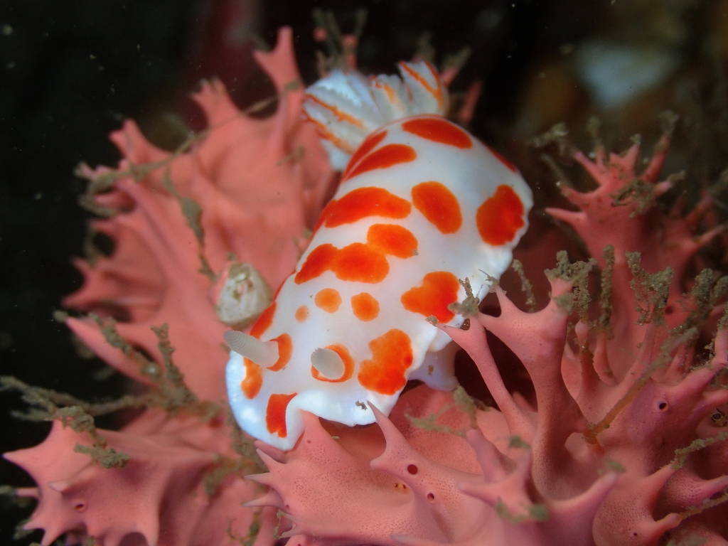 Goniobranchus tasmaniensis