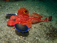 Australian Spiny Gurnard photo 5