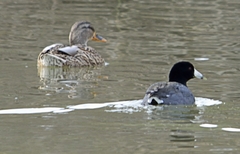 Fulica americana americana