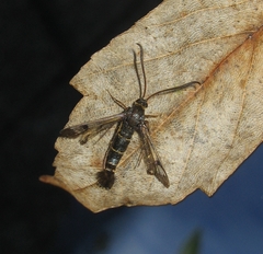 Synanthedon cephiformis