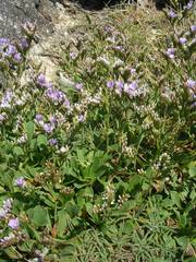 Limonium binervosum