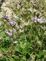 Limonium binervosum
