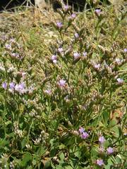 Limonium binervosum