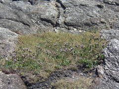 Limonium binervosum