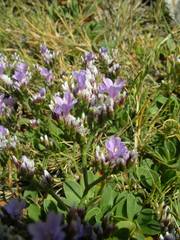 Limonium binervosum