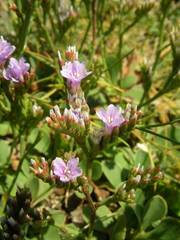 Limonium binervosum