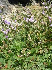Limonium binervosum