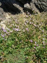 Limonium binervosum