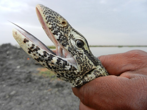 Nile Monitor photographed in South Sudan