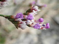 Limonium binervosum