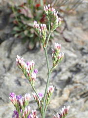 Limonium binervosum