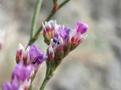 Limonium binervosum