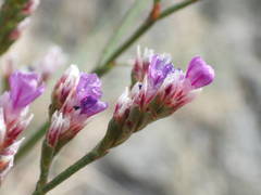 Limonium binervosum