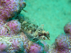 Enneapterygius atrogulare