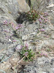 Limonium binervosum