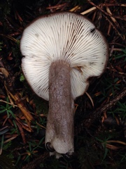 Lactarius pseudomucidus
