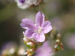 Limonium binervosum