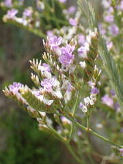 Limonium binervosum