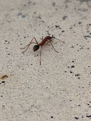 Myrmecia analis