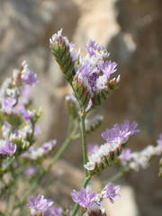 Limonium binervosum