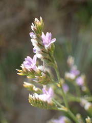 Limonium binervosum