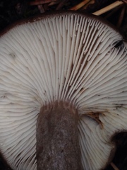Lactarius pseudomucidus