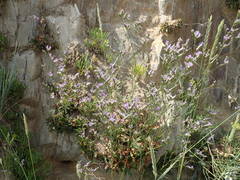 Limonium binervosum