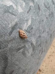 Bothriembryon kingii