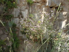 Limonium binervosum