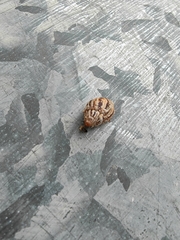 Bothriembryon kingii