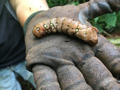 Theretra indistincta