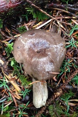 Lactarius pseudomucidus