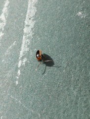 Longitarsus dorsalis