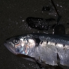 Alosa fallax