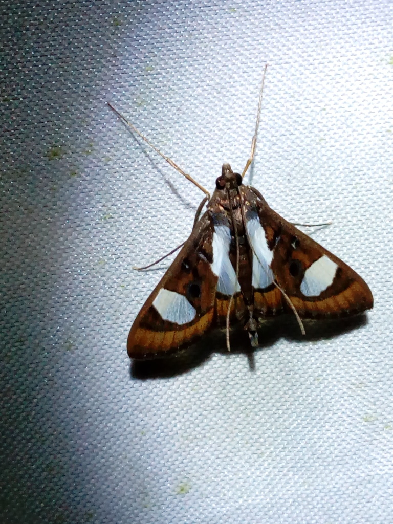 Glyphodes eurygania