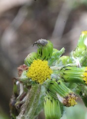 Senecio vulgaris