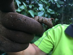 Theretra indistincta