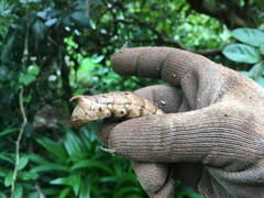 Theretra indistincta