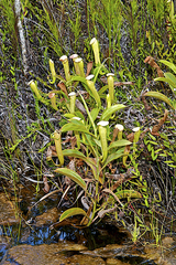 Nepenthes tenax