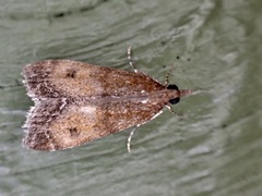 Eudonia asterisca