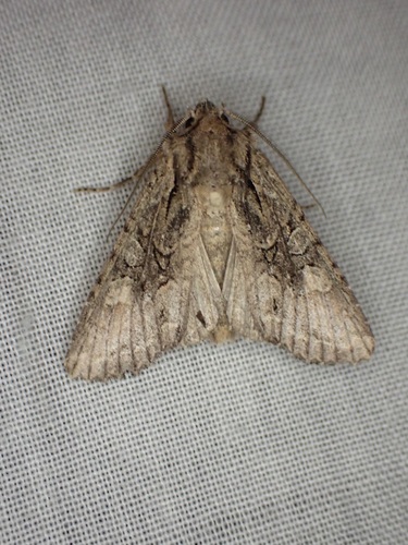 New Zealand Cutworm photo 5