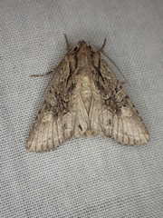 Ichneutica mutans