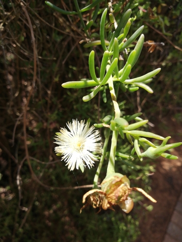 Image of Brack-Veld Mesemb (Mesembryanthemum splendens) by (c) Christiaan Viljoen, some rights reserved (CC BY)