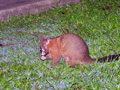 Trichosurus johnstonii