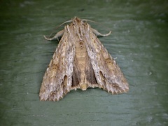 Ichneutica mollis