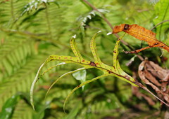 Microsorum pustulatum