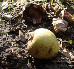 Pyrus communis caucasica